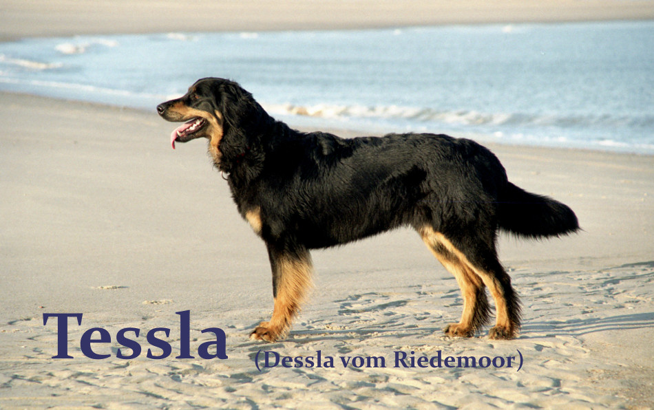 Tessla1-Strand_Home_Text950x596pxen