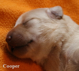 Cooper (1) 3