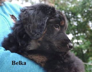 DSCF2200_1Belka